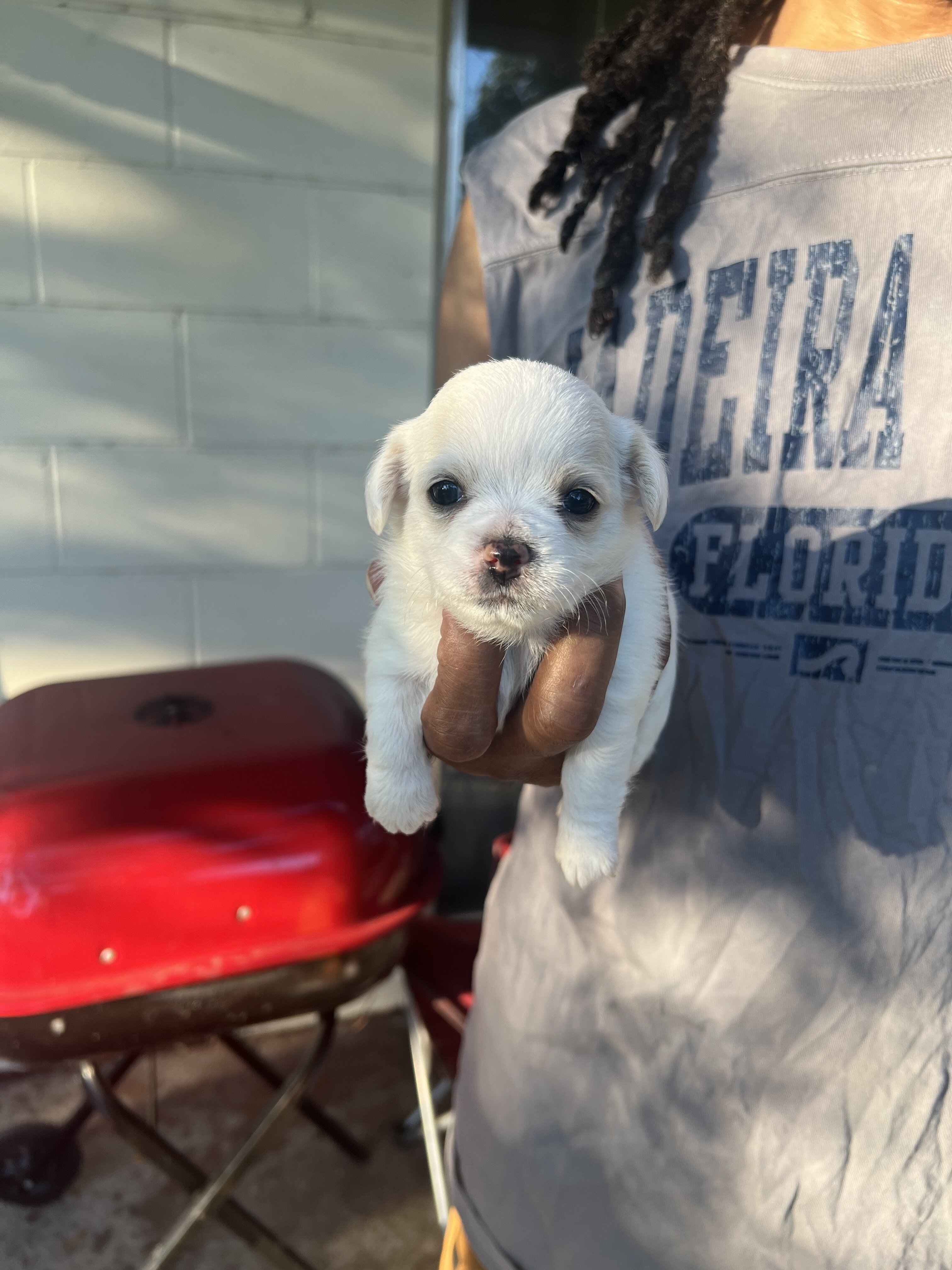 Adorable Purbred ChihuahuaPuppiesLooking 4 NewHome image 4