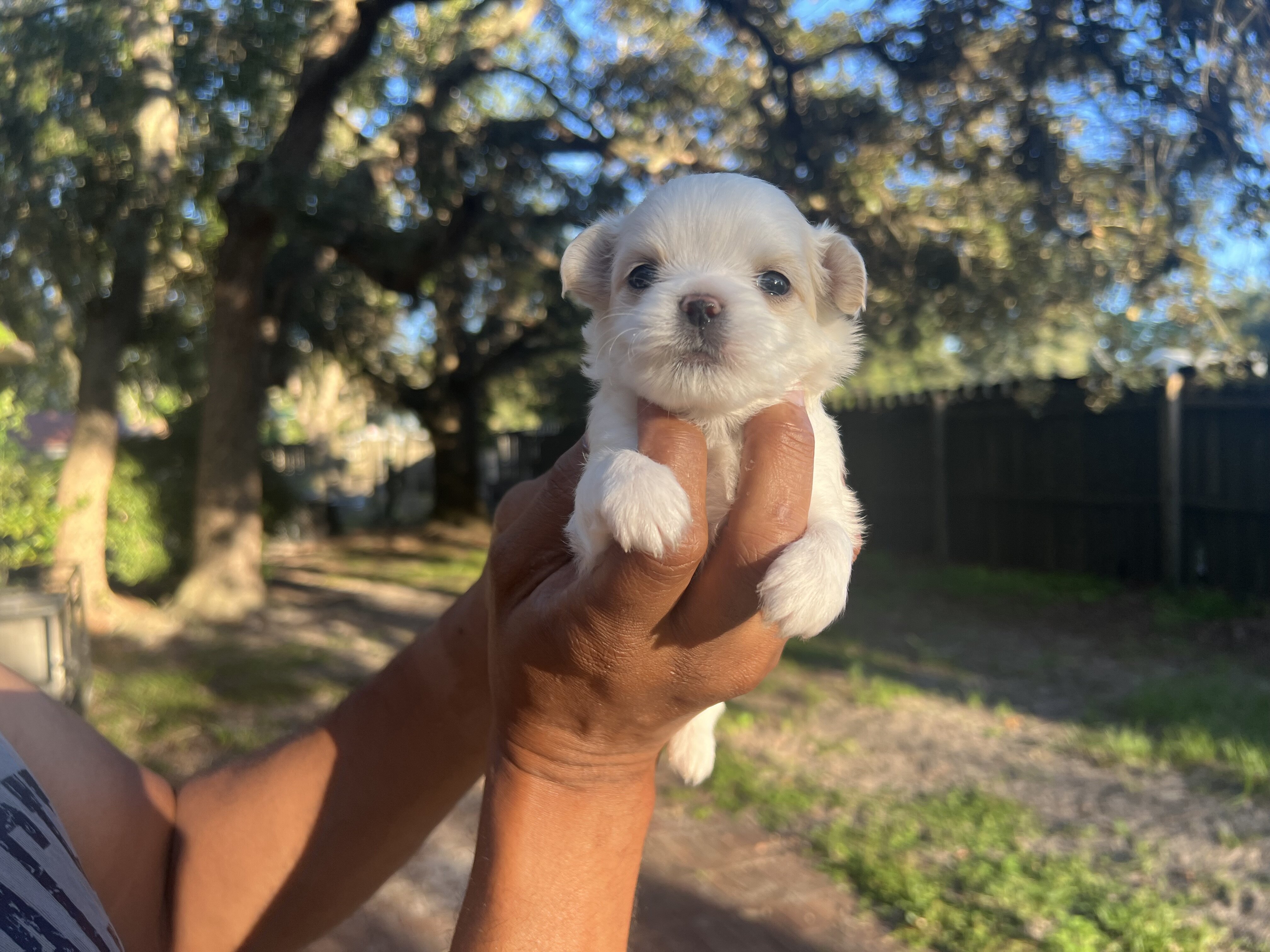 Adorable Purbred ChihuahuaPuppiesLooking 4 NewHome image 6