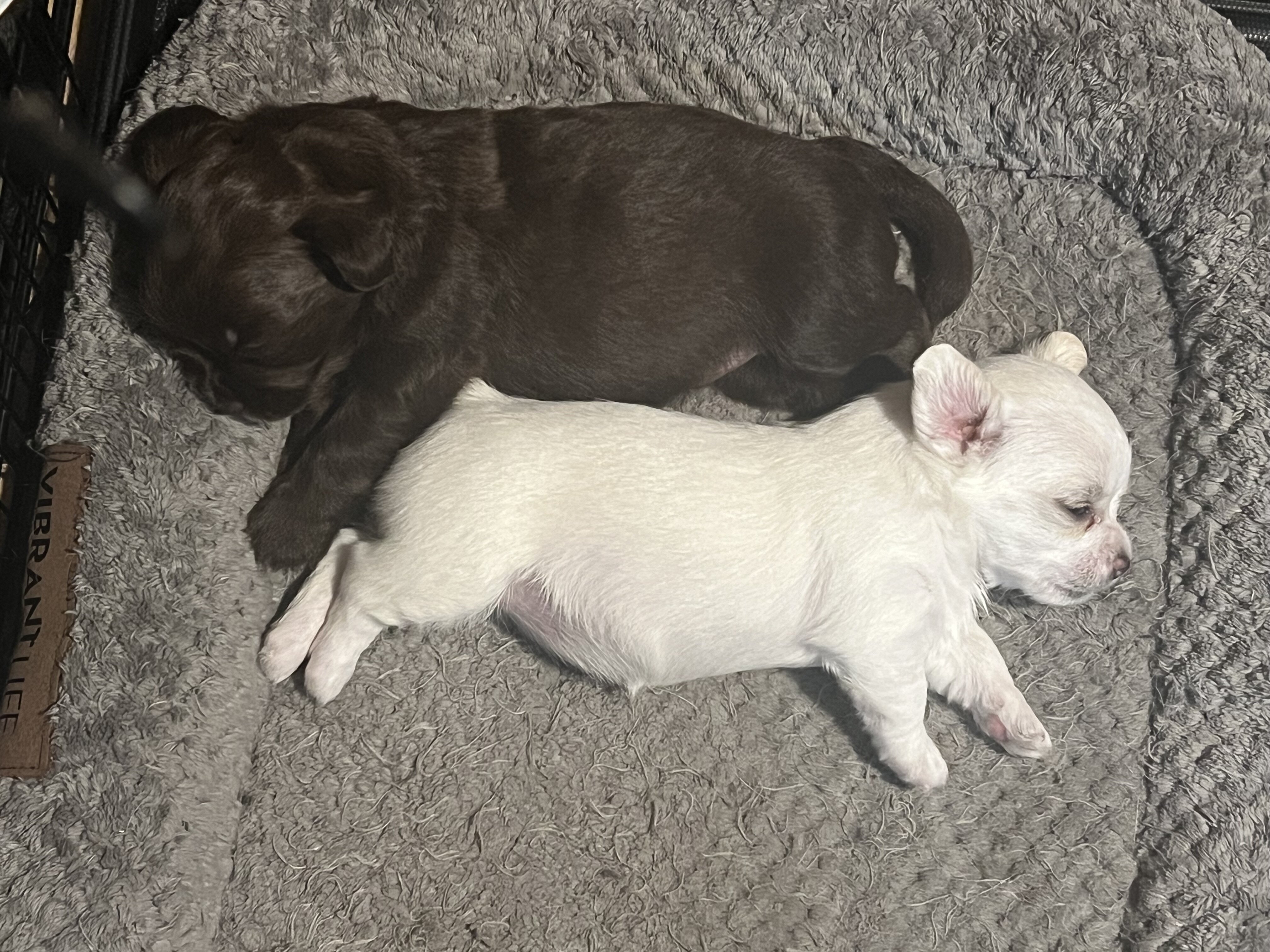 Adorable Purbred ChihuahuaPuppiesLooking 4 NewHome image 7