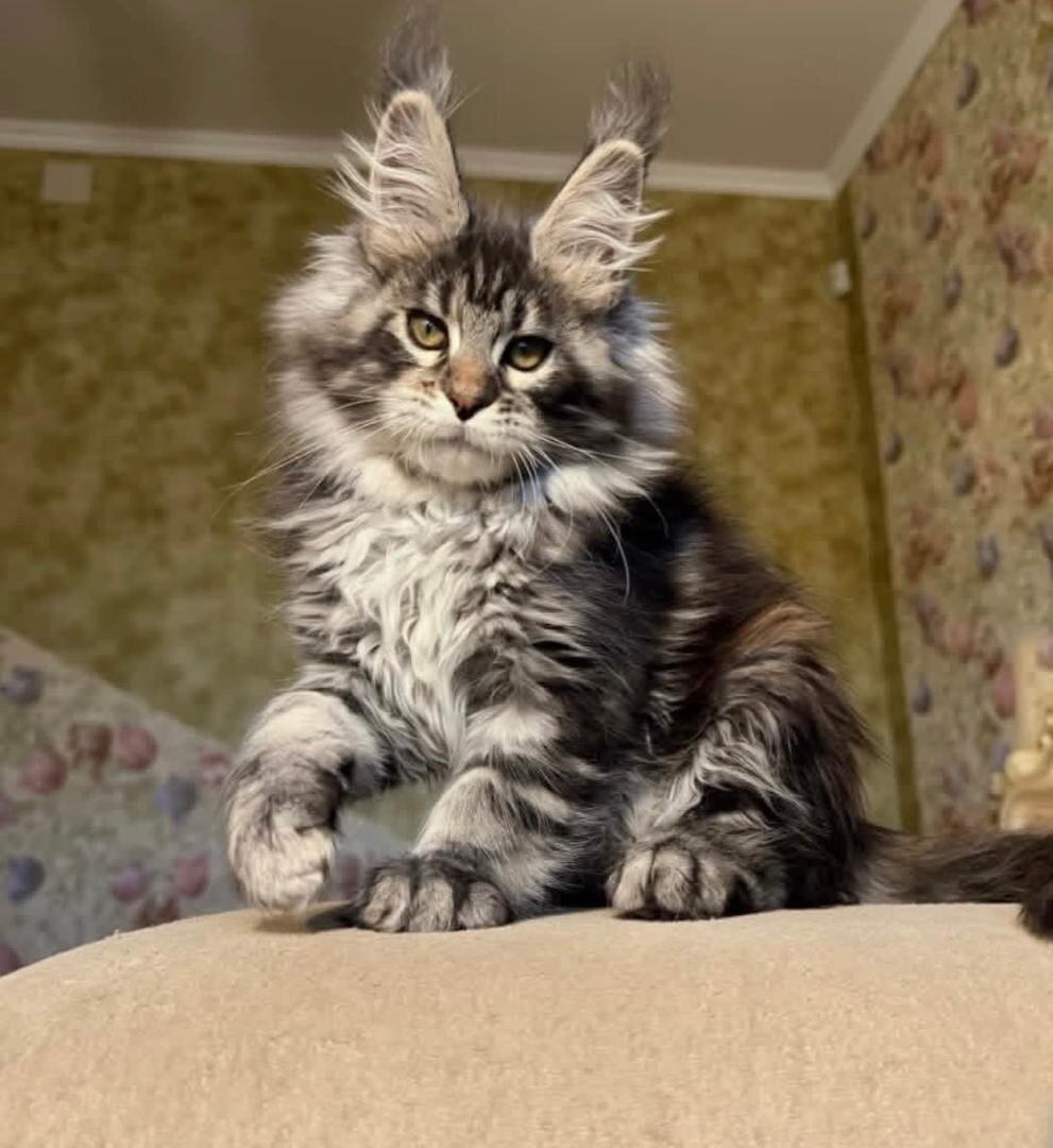 Maine coon kitten image 1