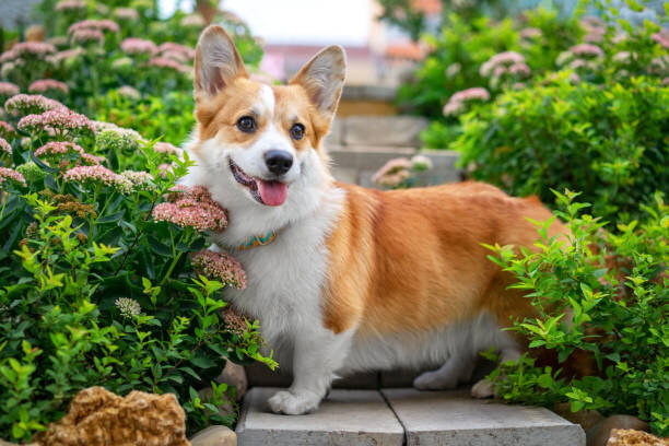 Purebred Pembroke Welsh Corgi Puppy for Sale image 2