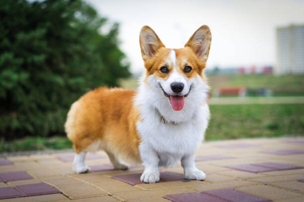 Purebred Pembroke Welsh Corgi Puppy for Sale image 1
