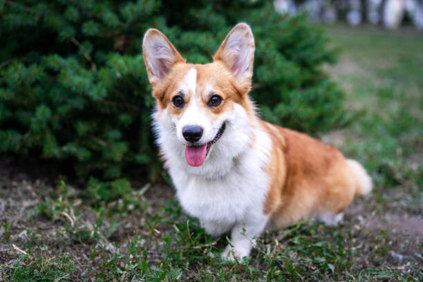 Purebred Pembroke Welsh Corgi Puppy for Sale image 3