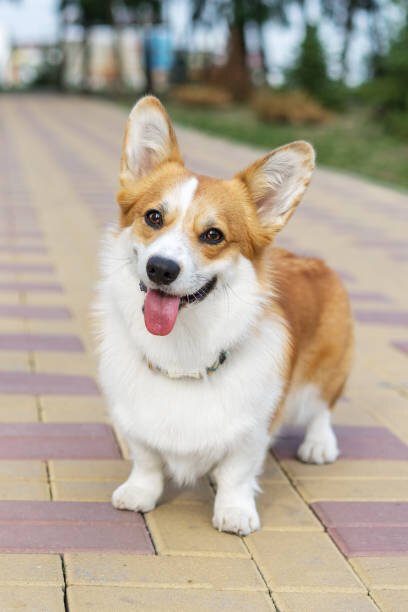 Purebred Pembroke Welsh Corgi Puppy for Sale image 4