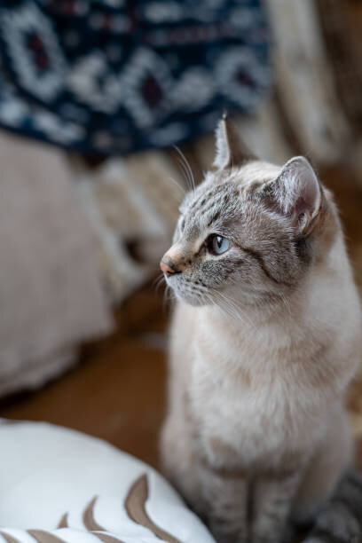 Gorgeous Lynx Point Siamese Cat image 2