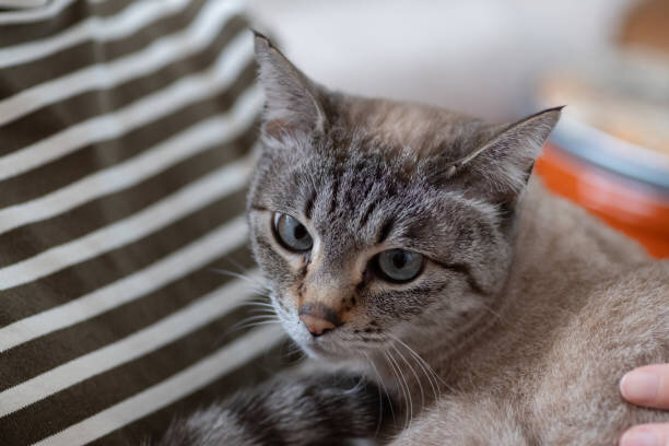 Gorgeous Lynx Point Siamese Cat image 3