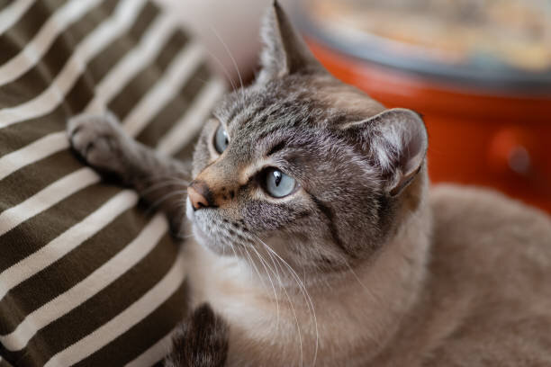 Gorgeous Lynx Point Siamese Cat image 4