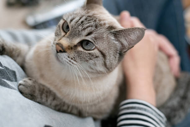 Gorgeous Lynx Point Siamese Cat image 1