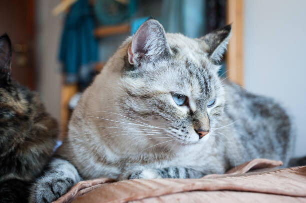 Gorgeous Lynx Point Siamese Cat image 5