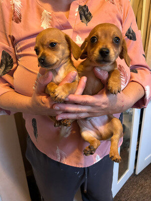 chihuahua cross dachshund image 1