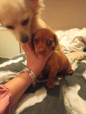 chihuahua cross dachshund image 2