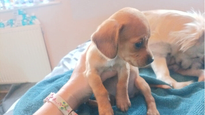 chihuahua cross dachshund image 3