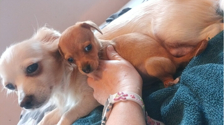 chihuahua cross dachshund image 4
