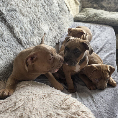 2 beautiful Staffordshire bull terrier pups image 1
