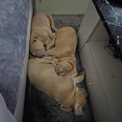 2 beautiful Staffordshire bull terrier pups image 2