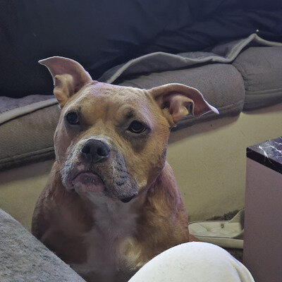 2 beautiful Staffordshire bull terrier pups image 3