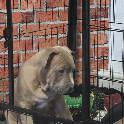 2 beautiful Staffordshire bull terrier pups image 5
