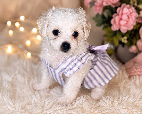Bichon Frise Breed Guide: Caring for a Fluffy Fam image 1