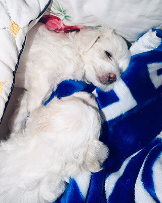 Bichon Frise Breed Guide: Caring for a Fluffy Fam image 2