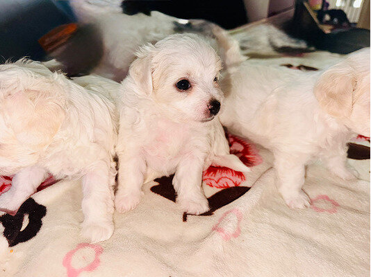 Bichon Frise Breed Guide: Caring for a Fluffy Fam image 3