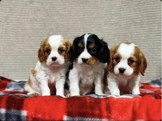 Beautiful healthy Cavalier King Charles Spaniel image 1