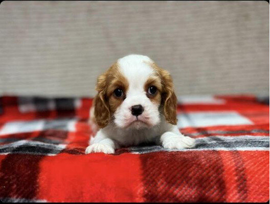 Beautiful healthy Cavalier King Charles Spaniel image 2