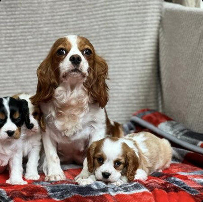Beautiful healthy Cavalier King Charles Spaniel image 3