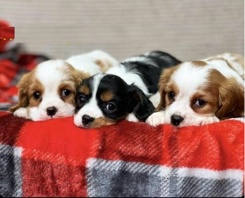 Beautiful healthy Cavalier King Charles Spaniel image 4
