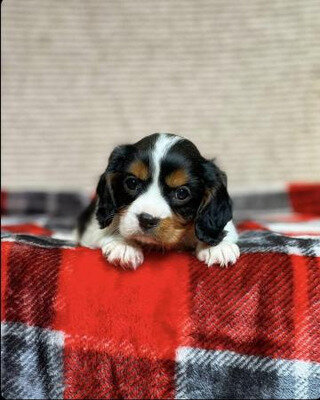 Beautiful healthy Cavalier King Charles Spaniel image 5