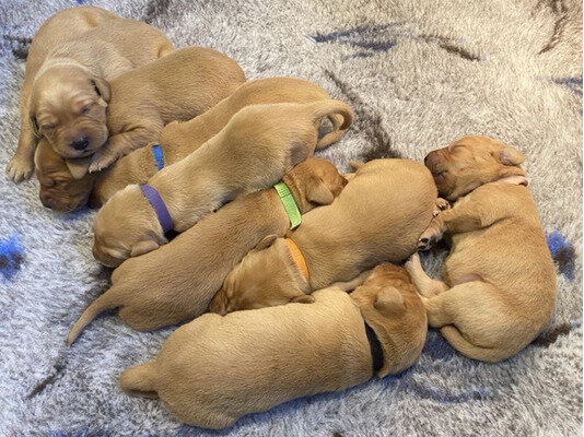 Fox Red Labrador Puppies image 1