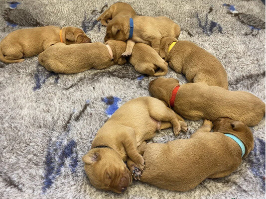 Fox Red Labrador Puppies image 2