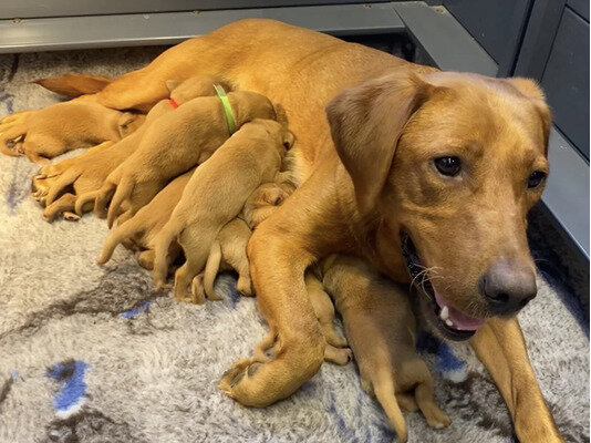 Fox Red Labrador Puppies image 3