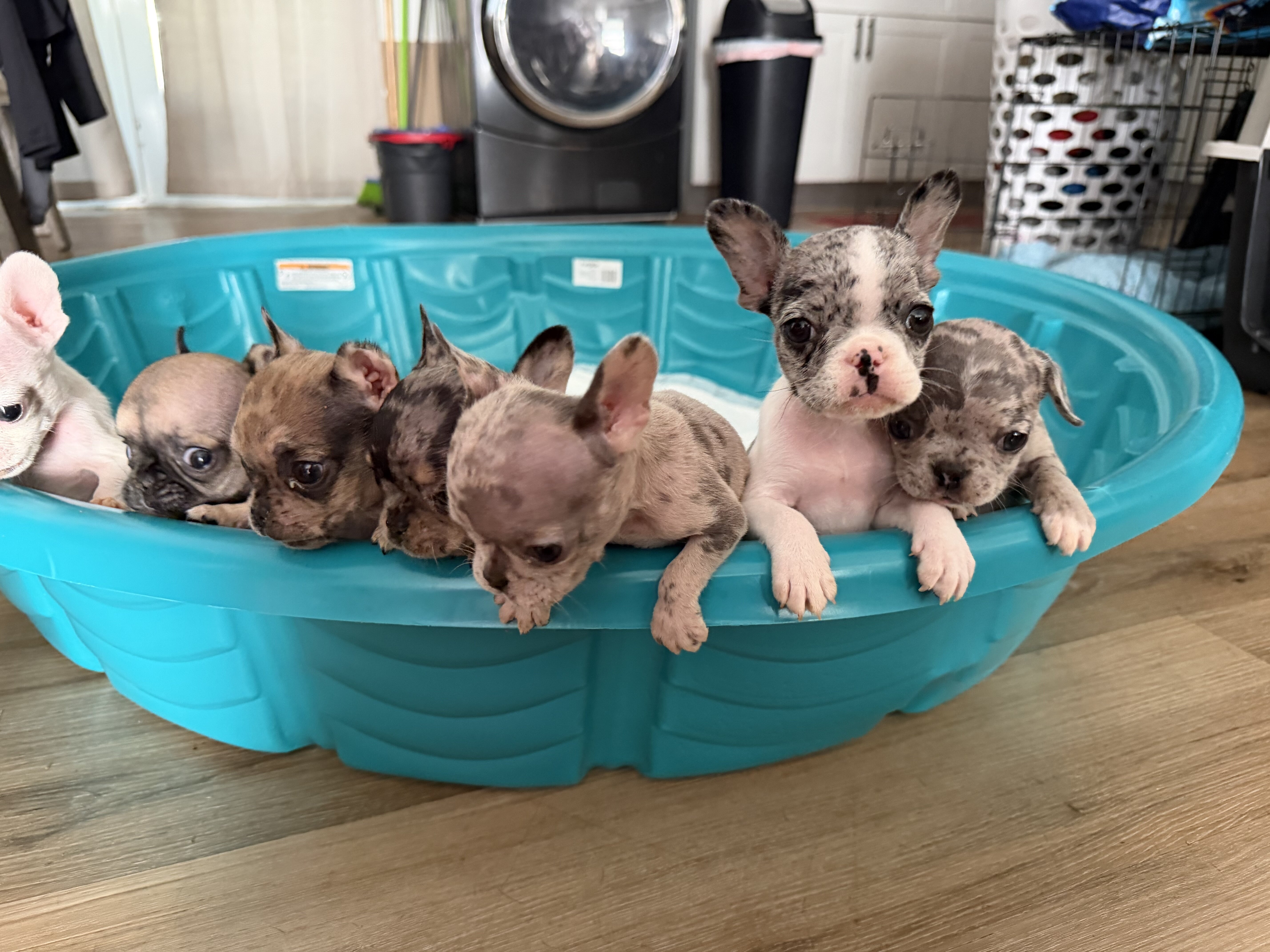 8 week old Frenchies image 2