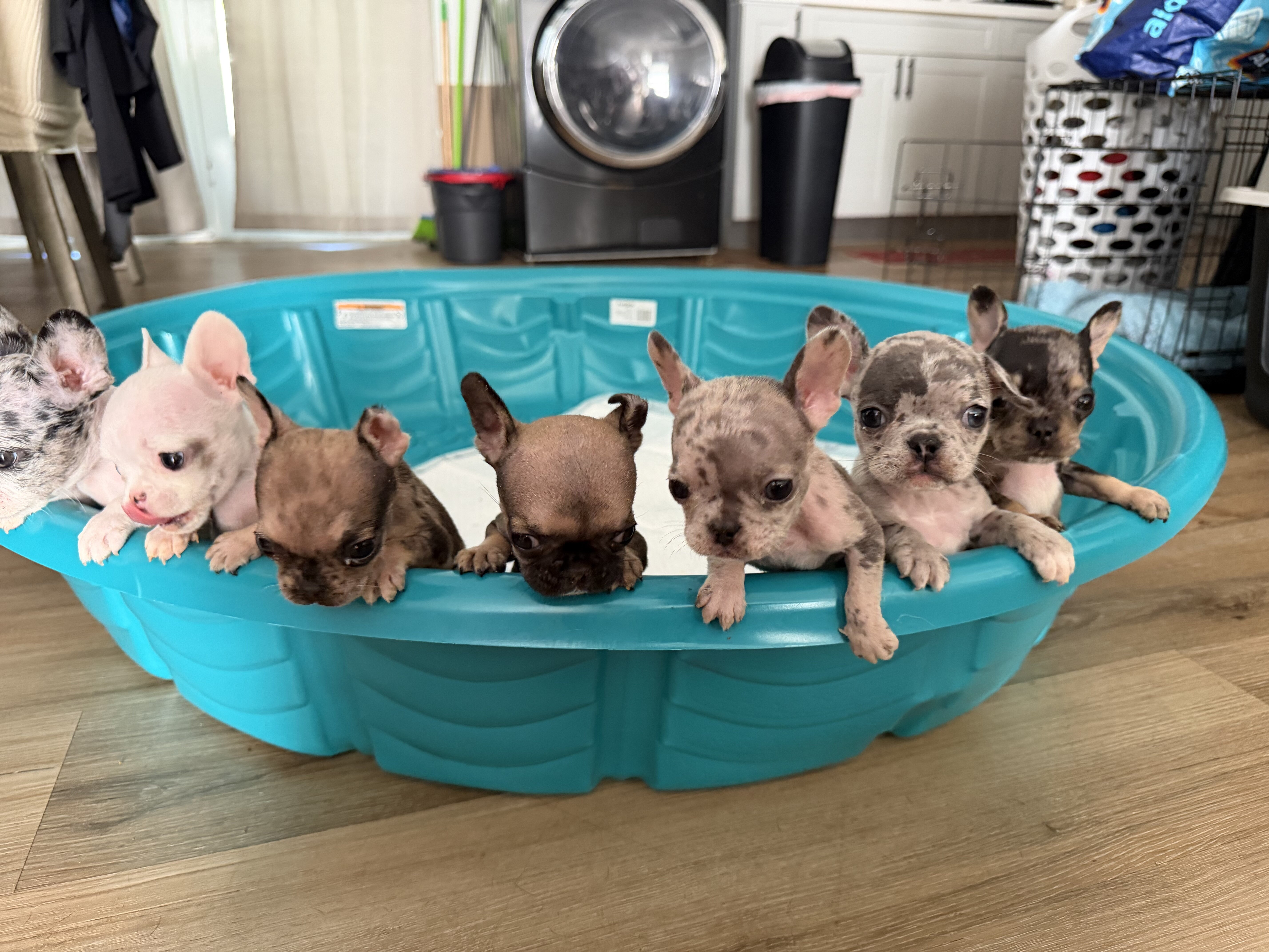 8 week old Frenchies image 1