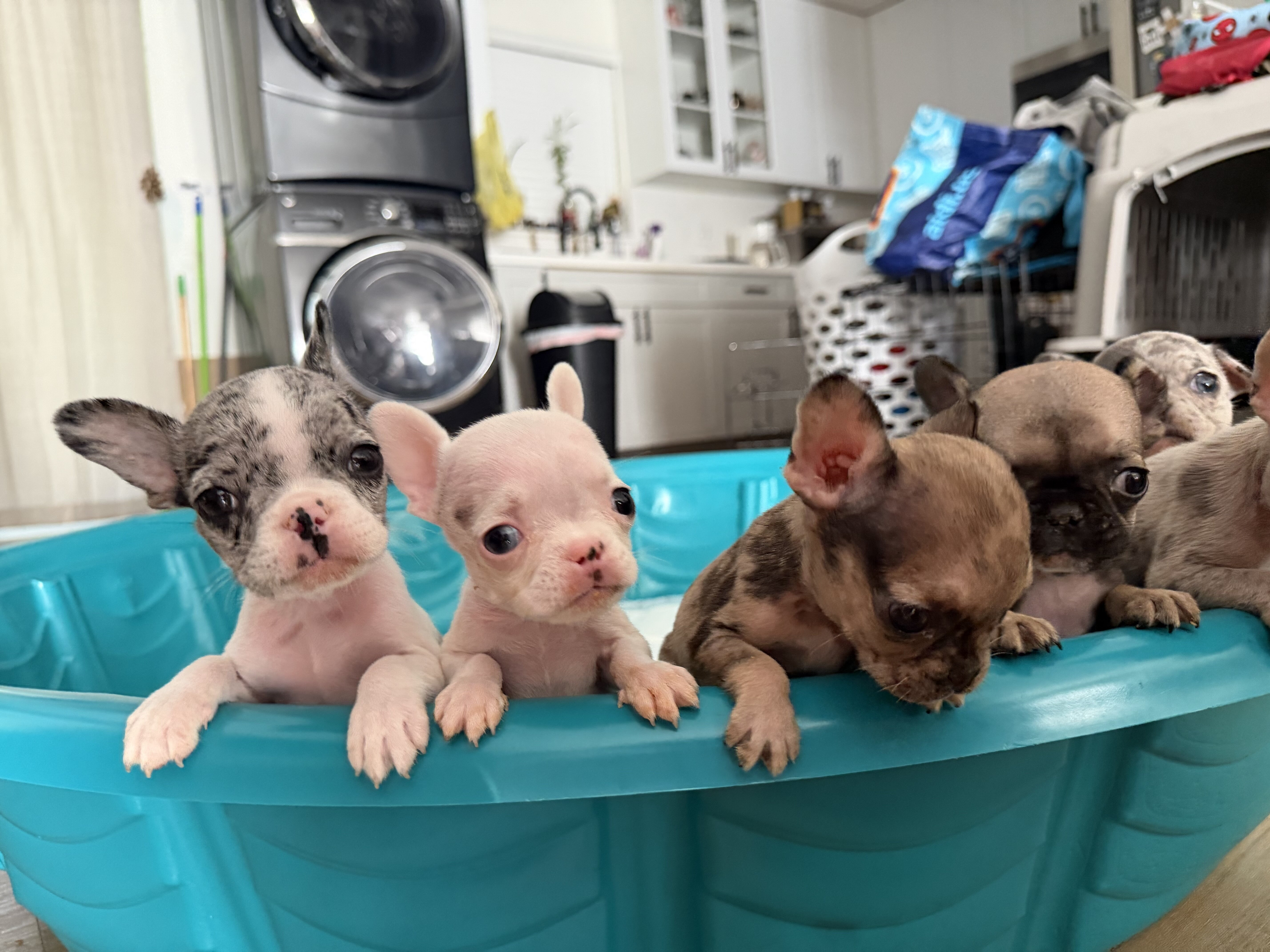 8 week old Frenchies image 4