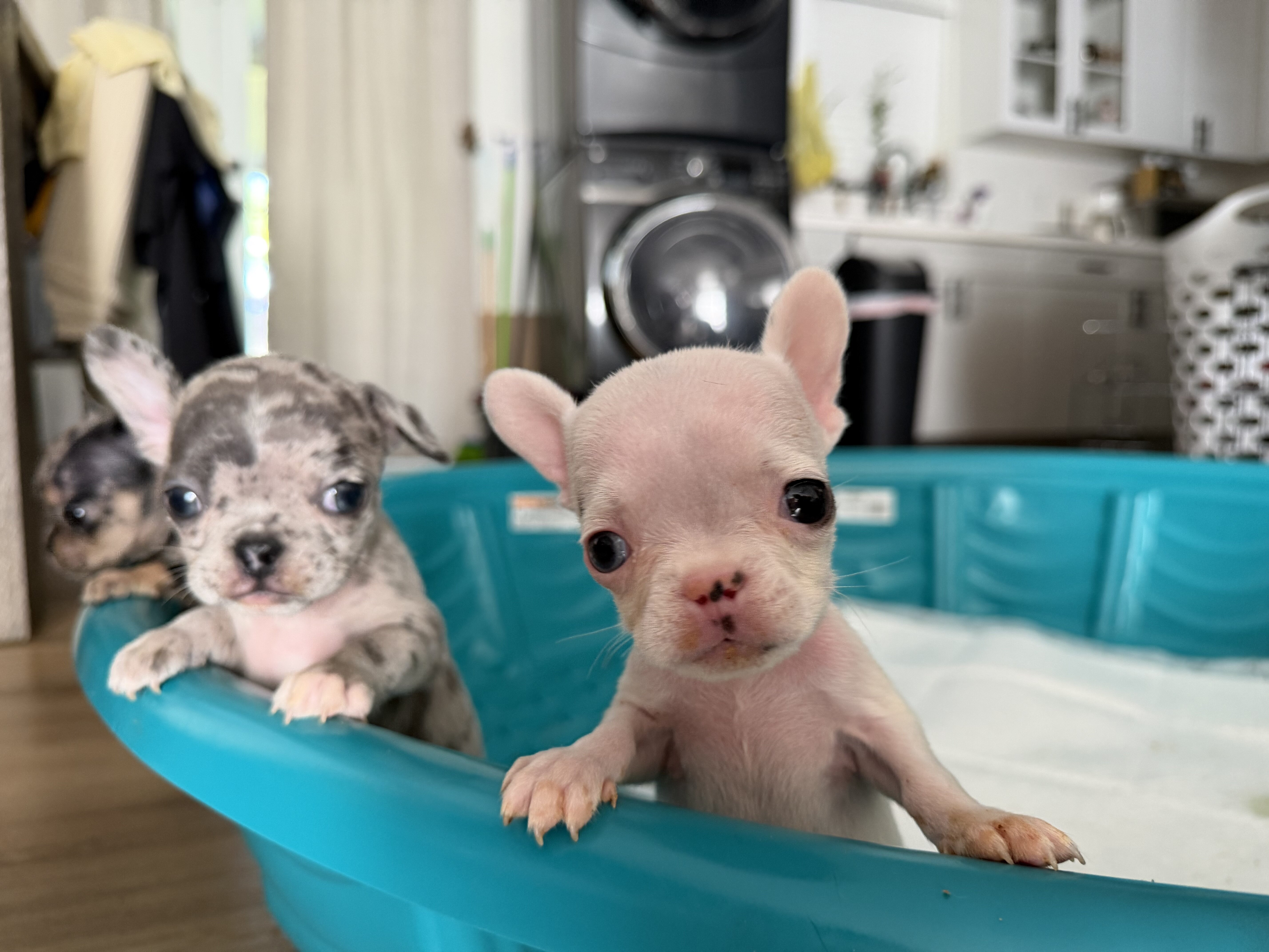 8 week old Frenchies image 3