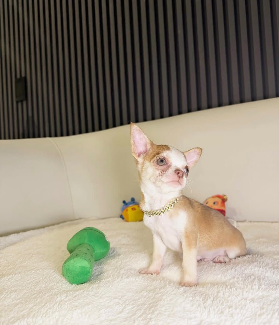 chihuahua puppies image 1