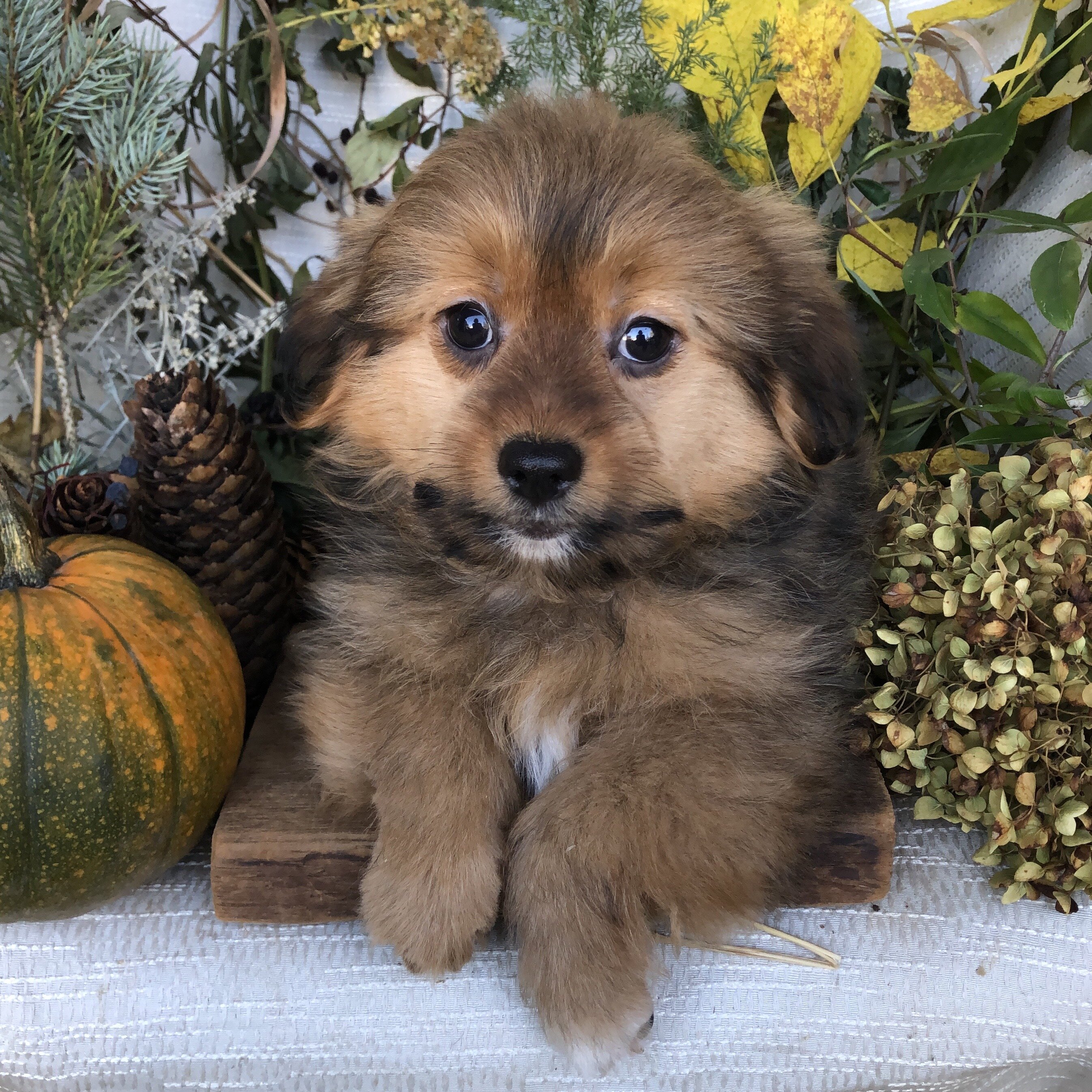 Pom/Bichonpoo puppies for sale in Michigan image 10