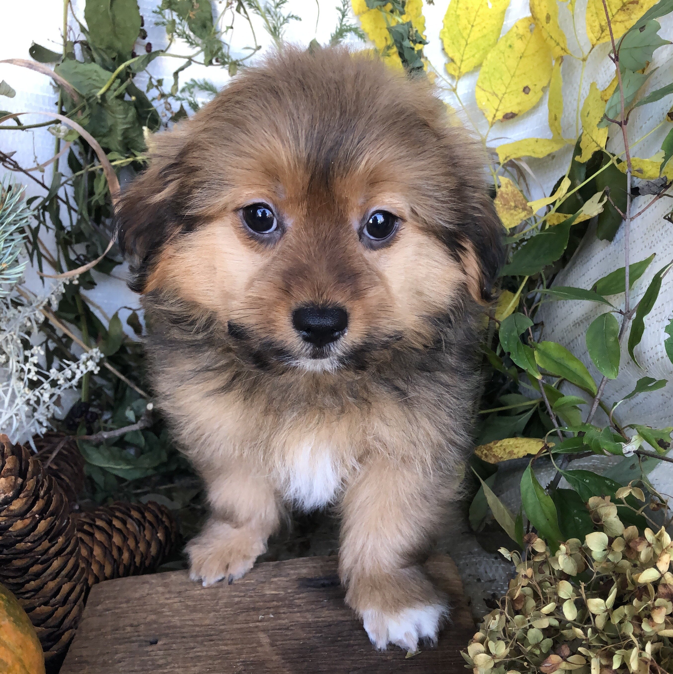 Pom/Bichonpoo puppies for sale in Michigan image 8