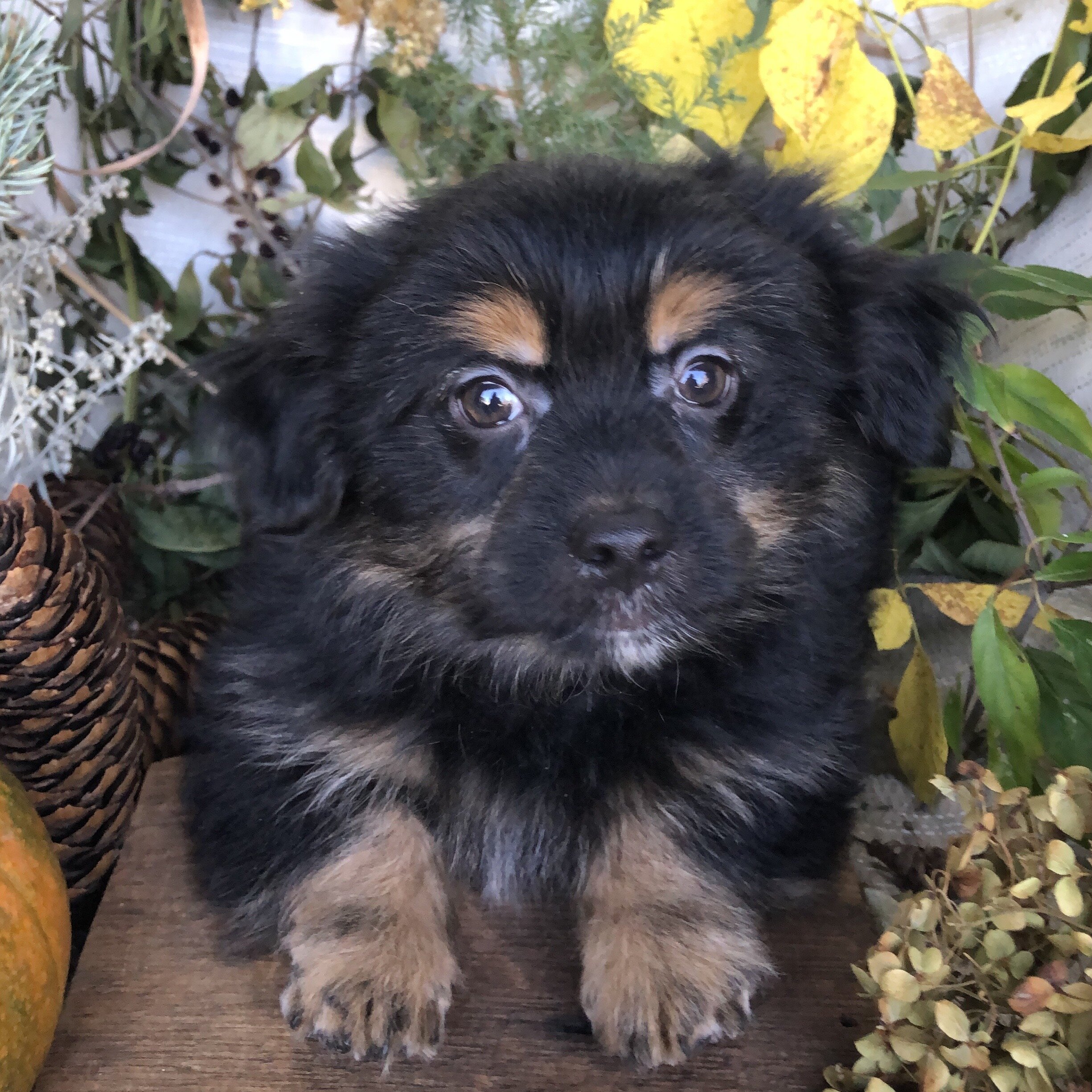 Pom/Bichonpoo puppies for sale in Michigan image 7