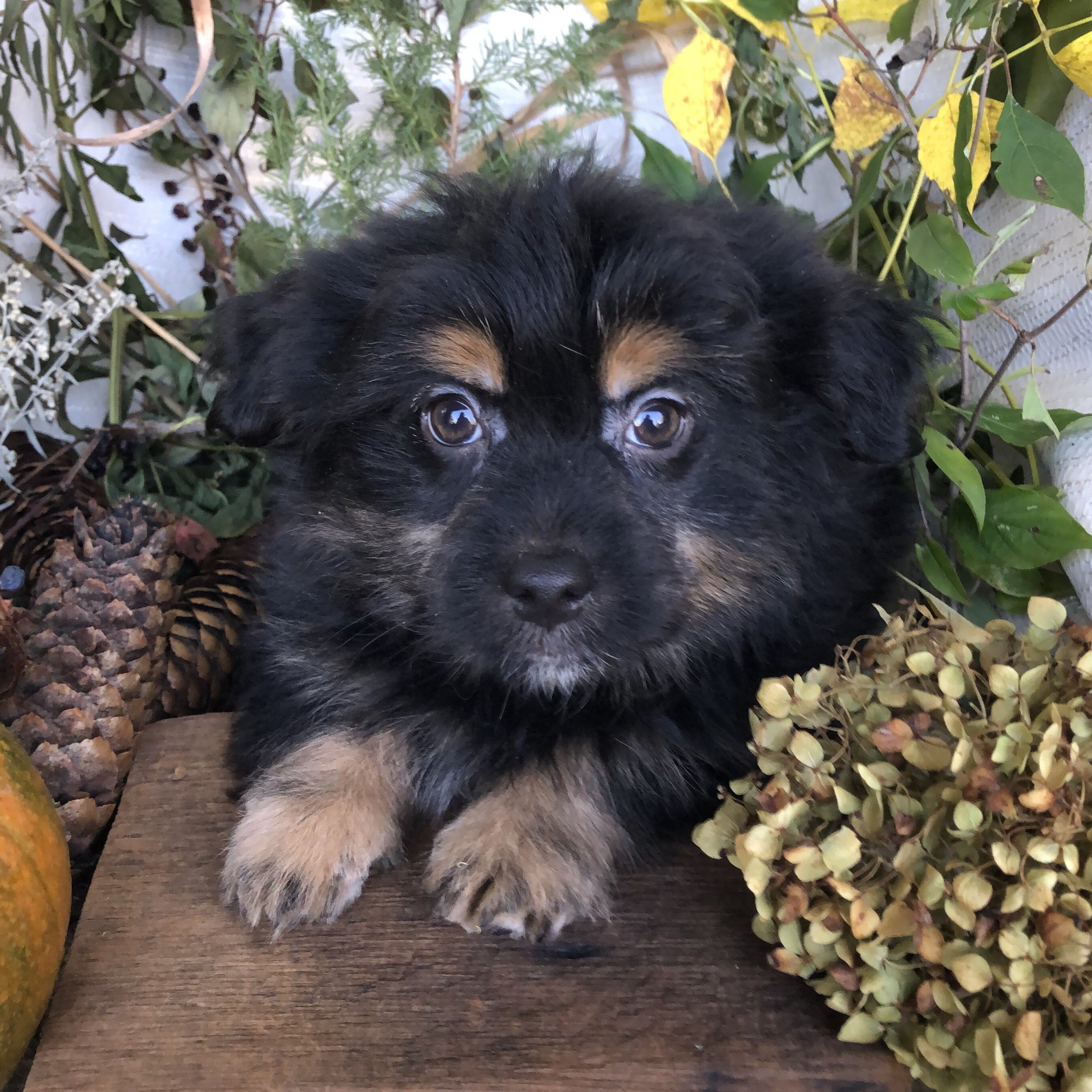 Pom/Bichonpoo puppies for sale in Michigan image 6