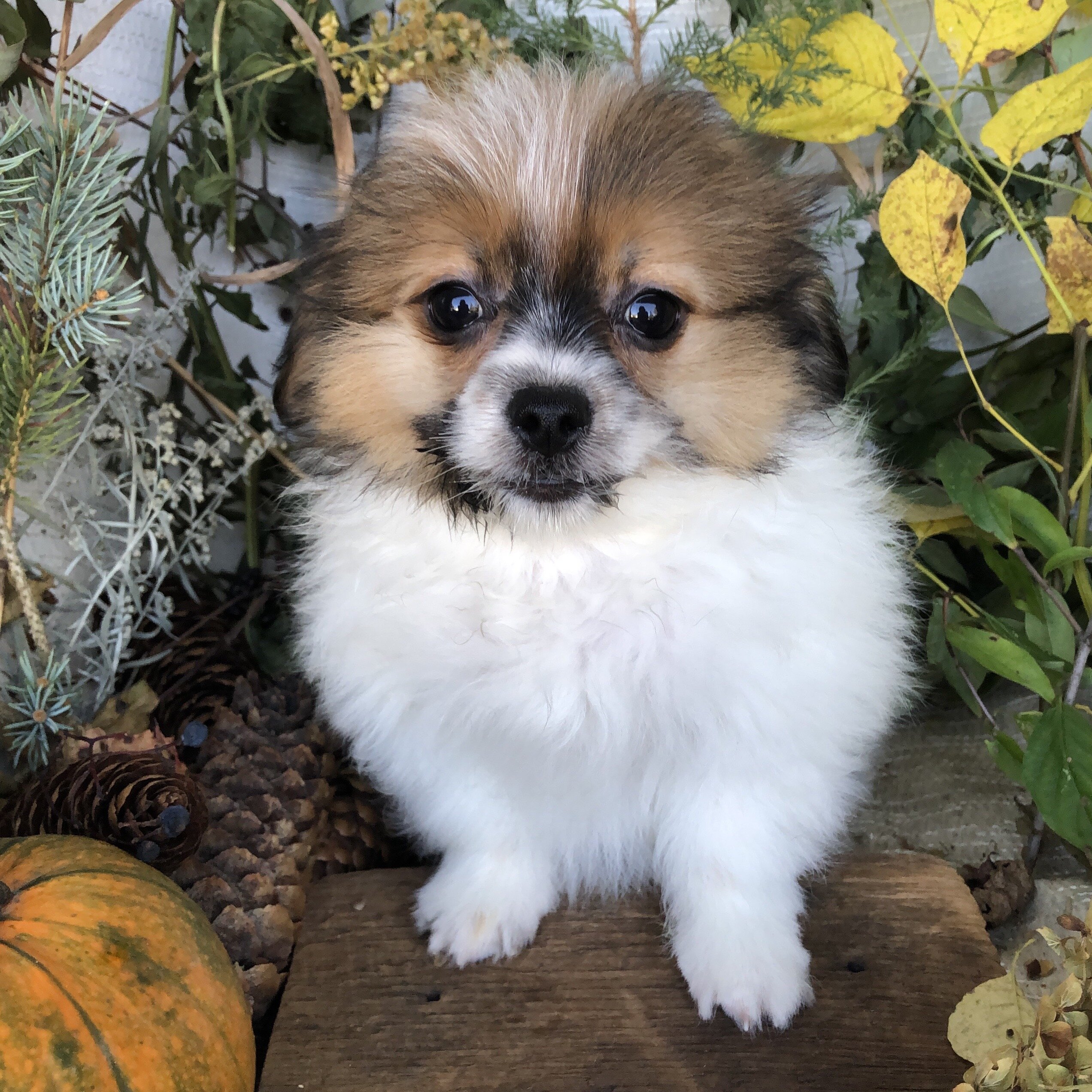 Pom/Bichonpoo puppies for sale in Michigan image 4