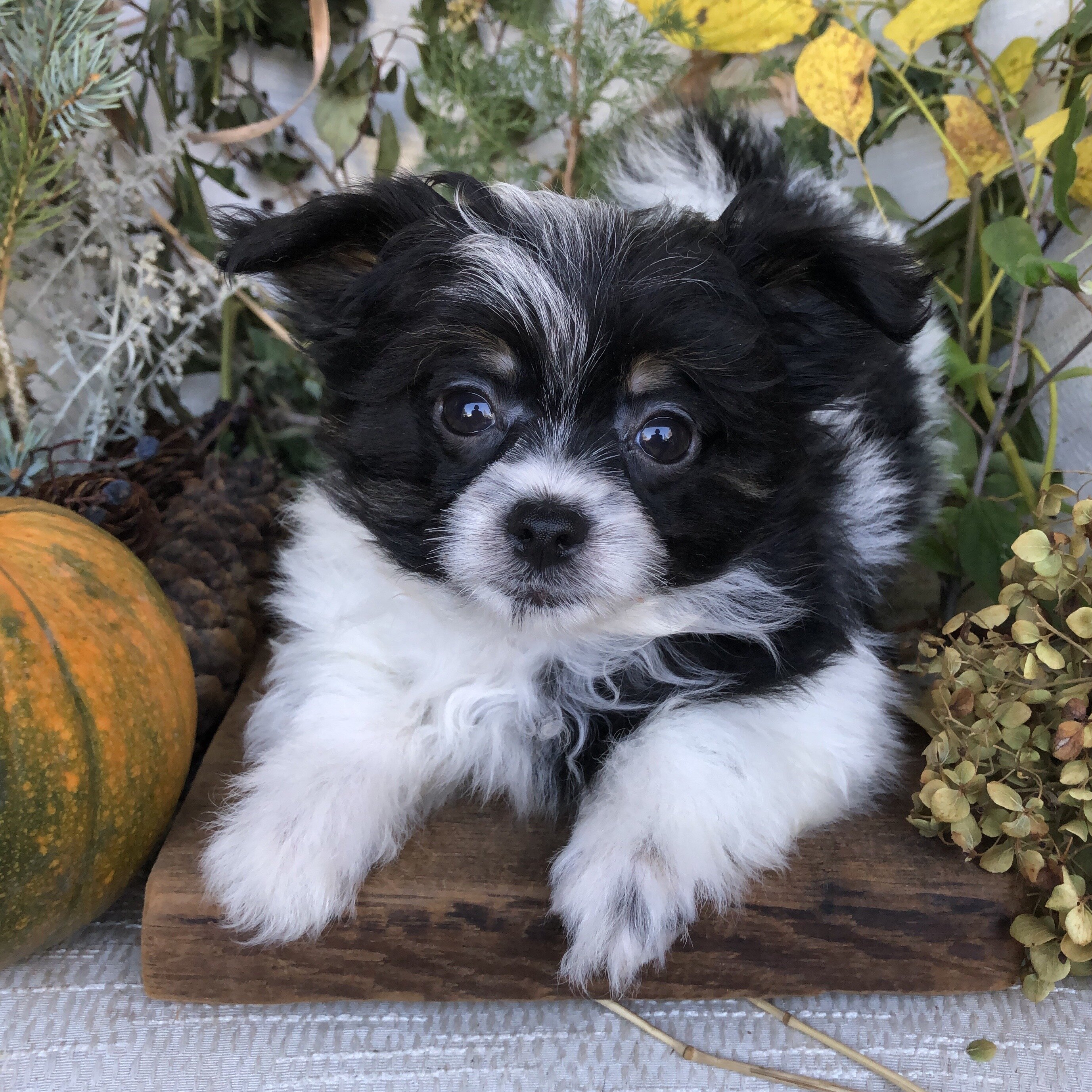 Pom/Bichonpoo puppies for sale in Michigan image 3