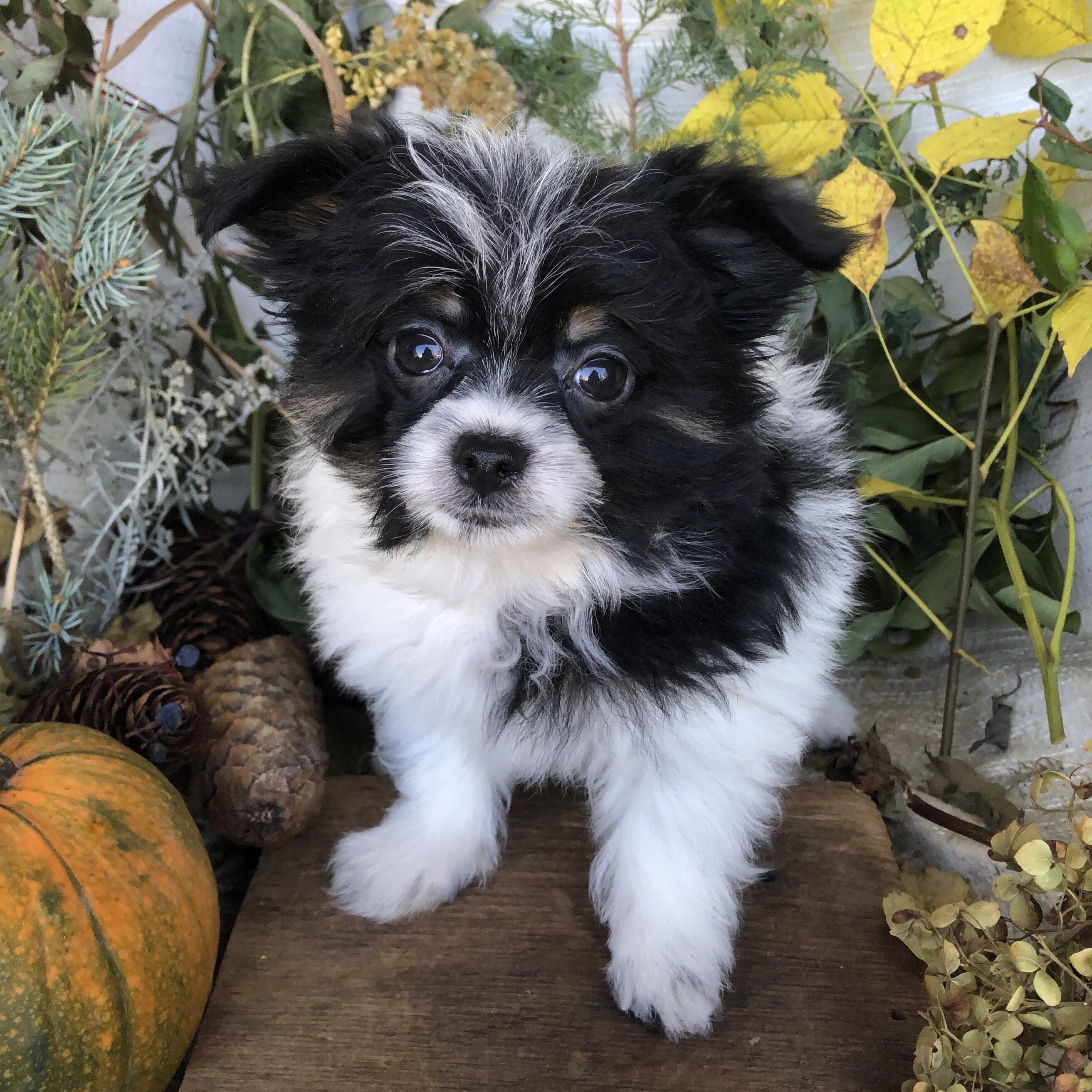 Pom/Bichonpoo puppies for sale in Michigan image 2