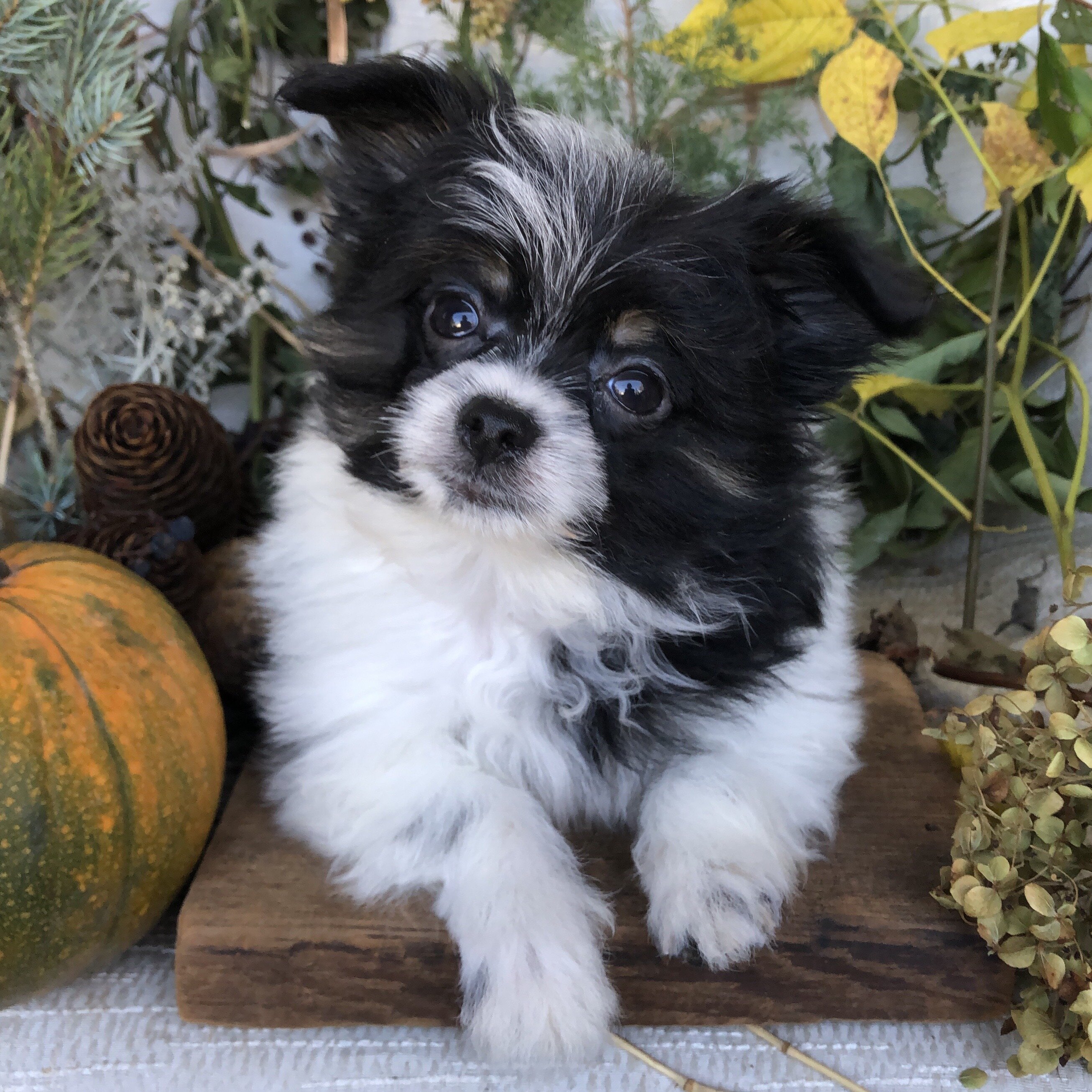Pom/Bichonpoo puppies for sale in Michigan image 1