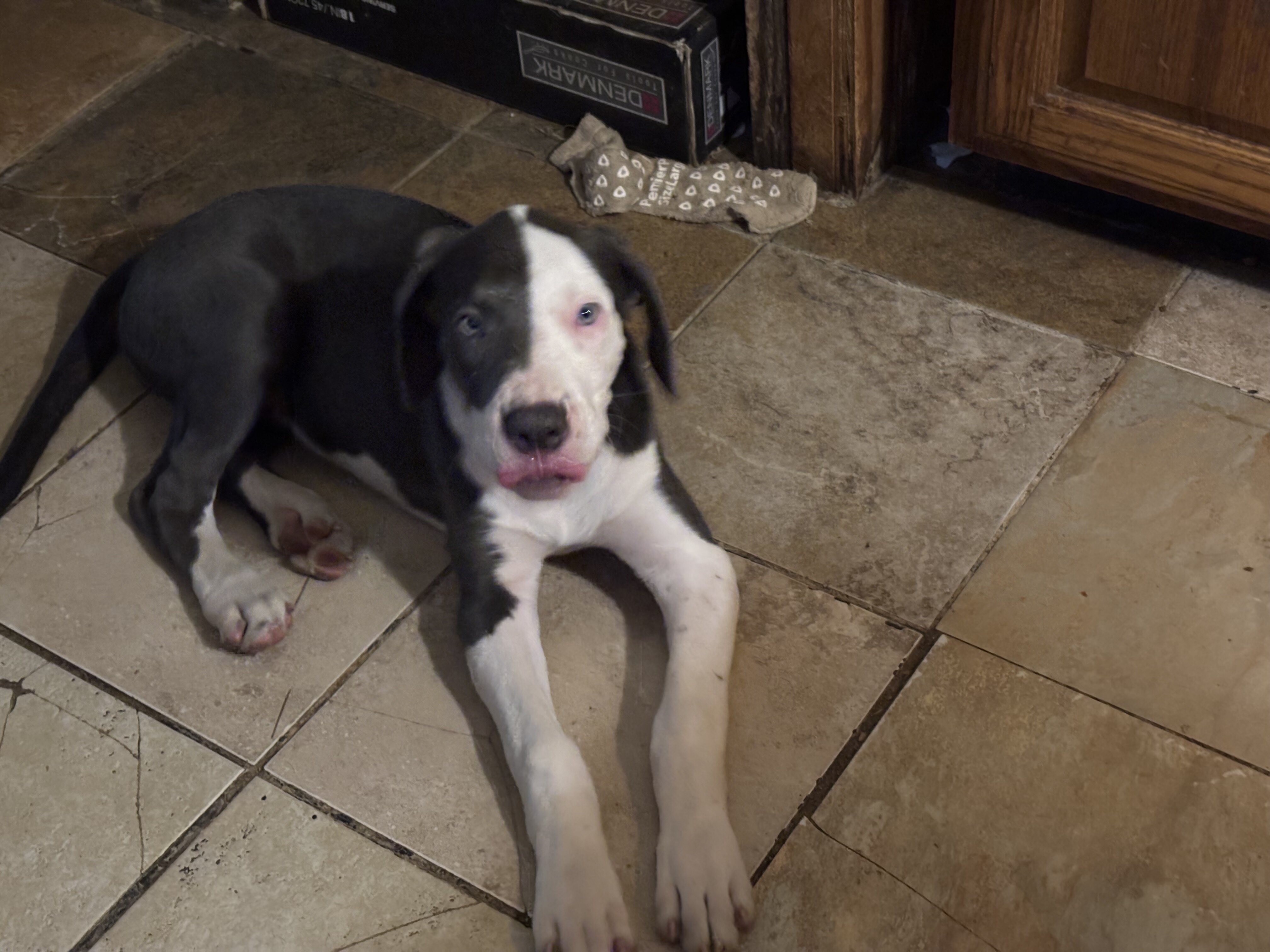 Hybrid Dane / bully pups image 2
