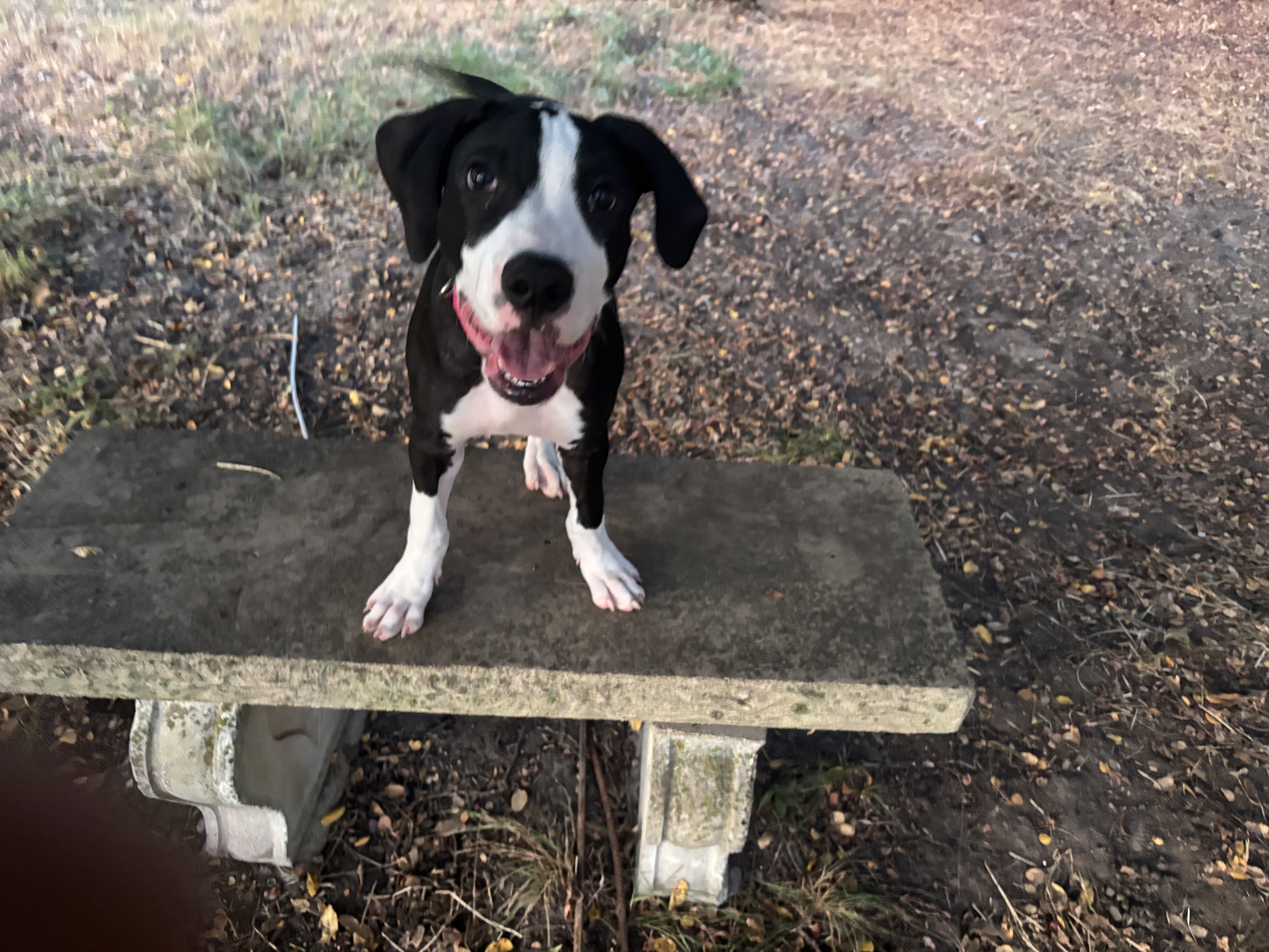 Hybrid Dane / bully pups image 1