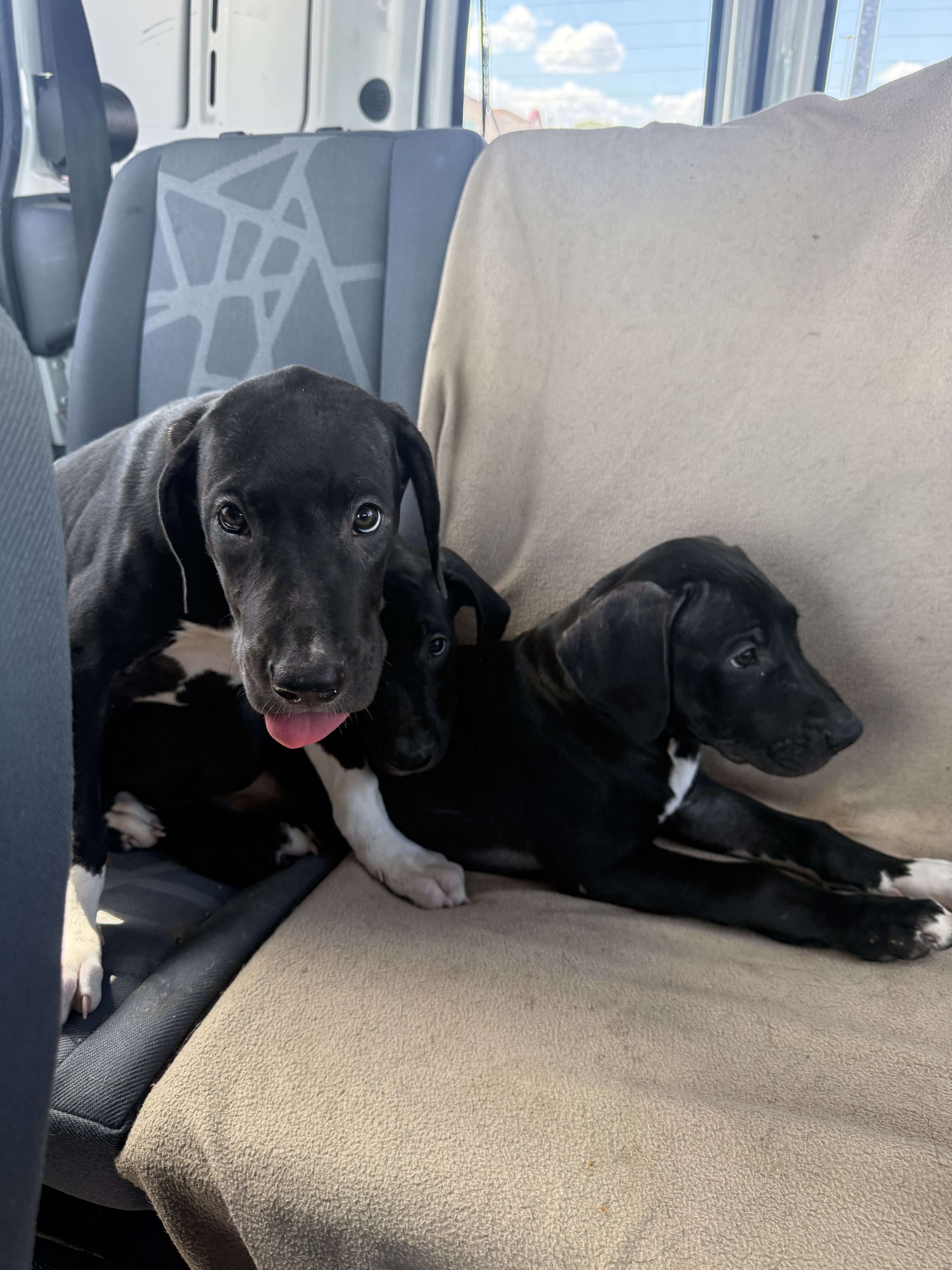 Hybrid Dane / bully pups image 3