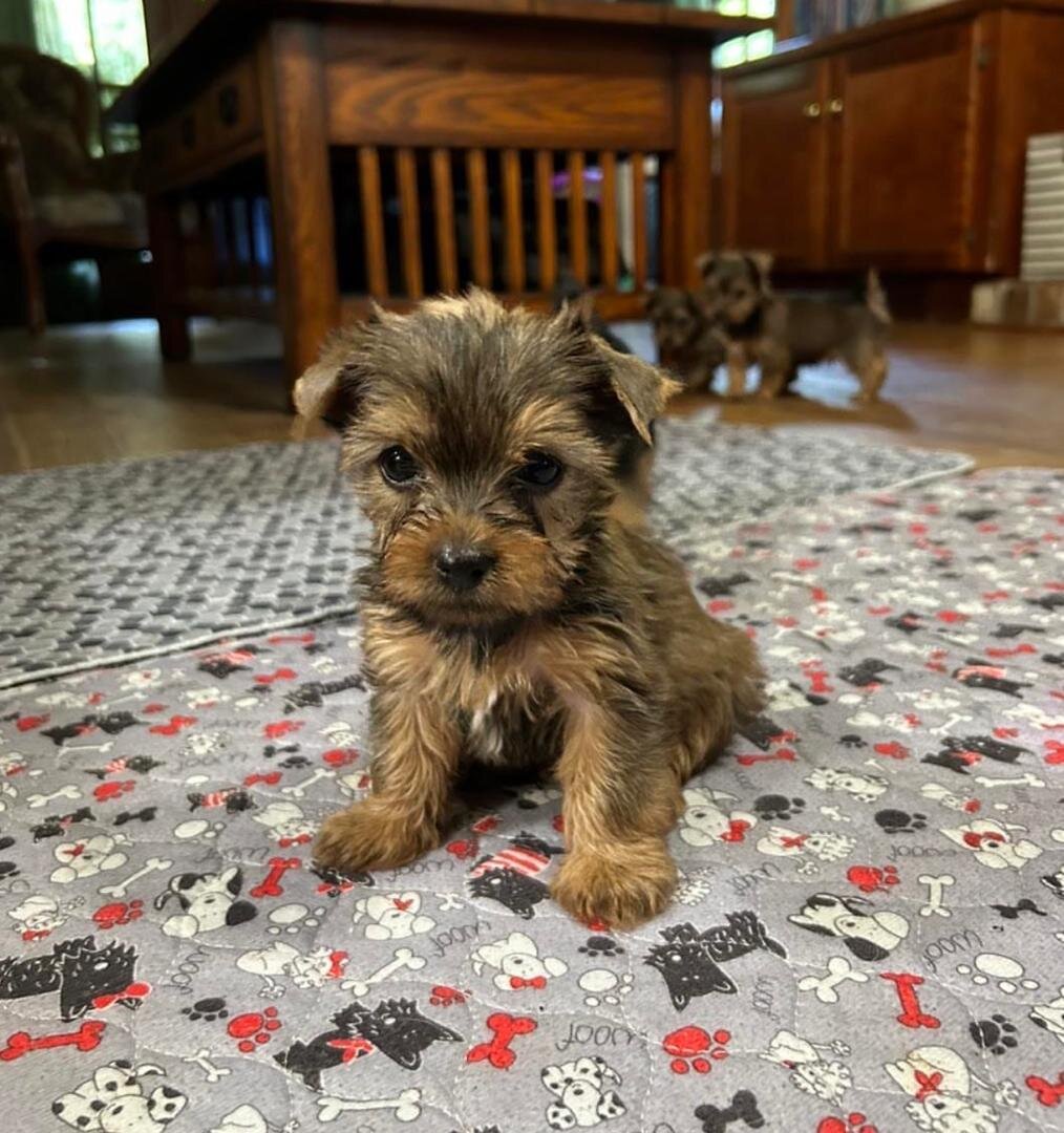 yorkie puppies image 1