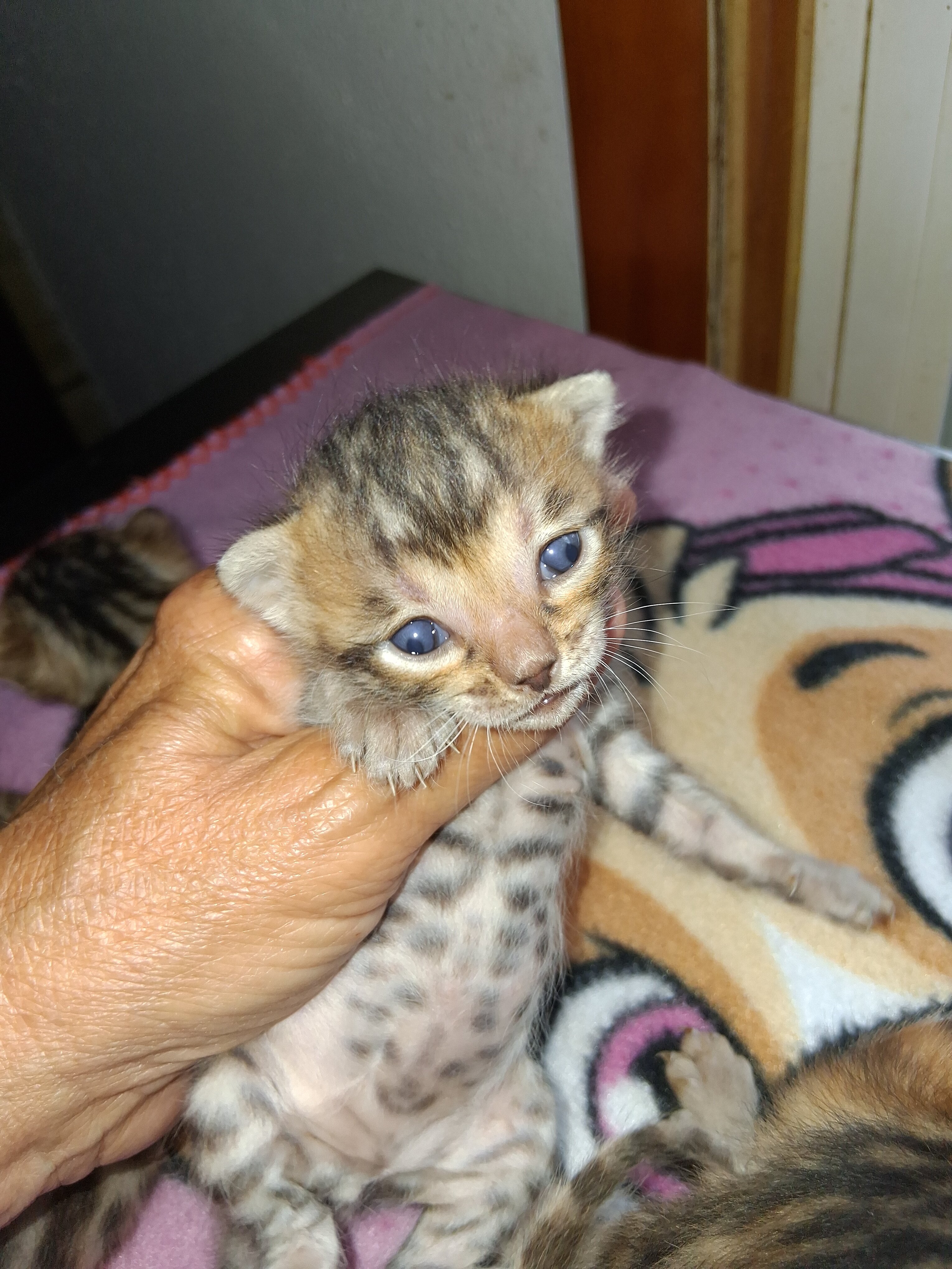 F5'S registered Bengal kittens on sale image 1